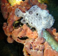 Frogfish taken in the Bahamas...It's almost like he's posing by Kelly N. Saunders 